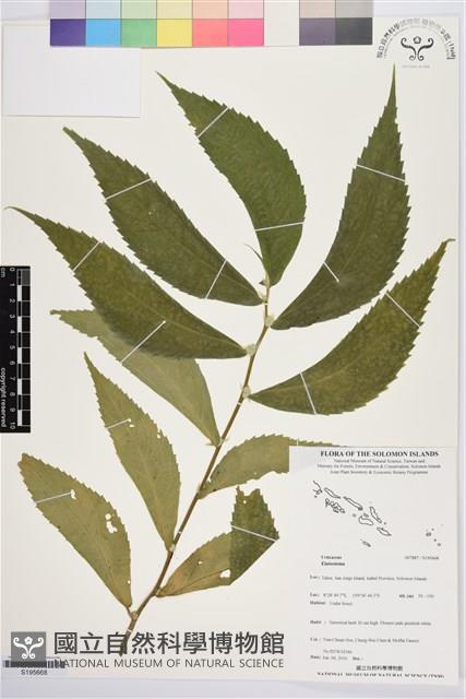 登錄號:S195668藏品圖，第1張