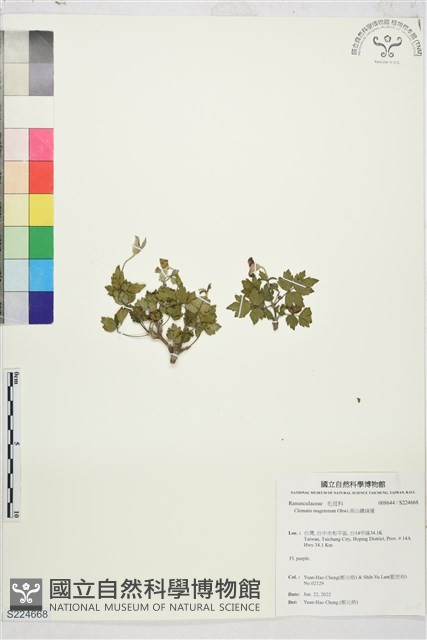 高山鐵線蓮藏品圖，第1張