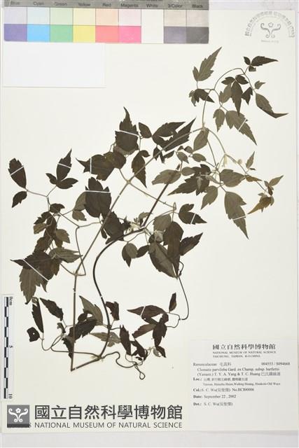 巴氏鐵線蓮藏品圖，第1張