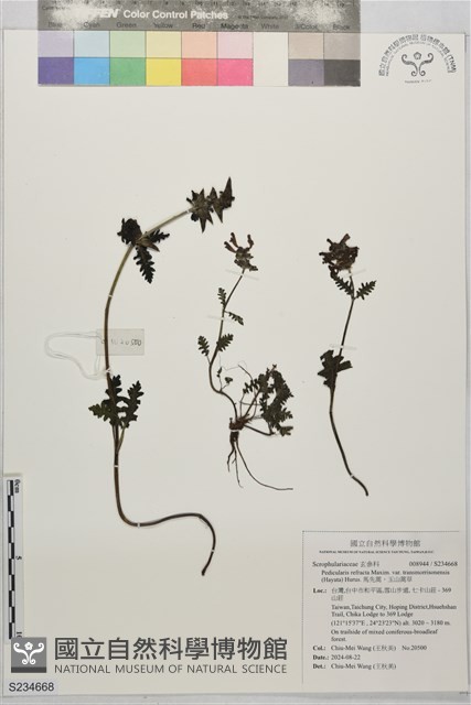 馬先蒿，玉山蒿草藏品圖，第1張