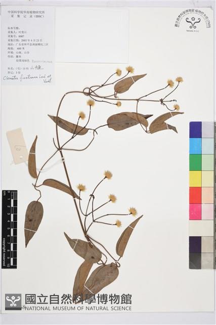 山木通藏品圖，第1張