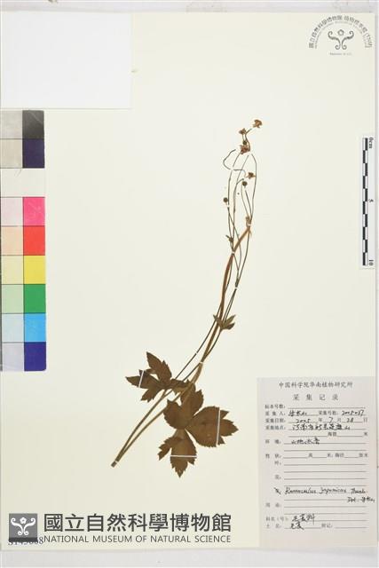 毛茛藏品圖，第1張