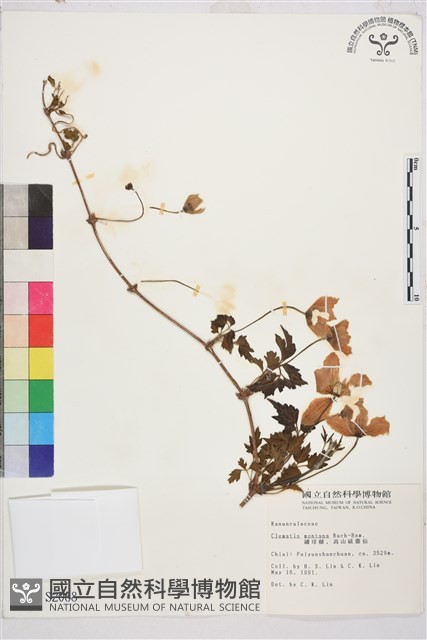 繡球藤藏品圖，第2張