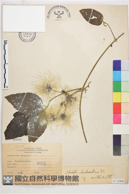 銹毛鐵線蓮藏品圖，第1張