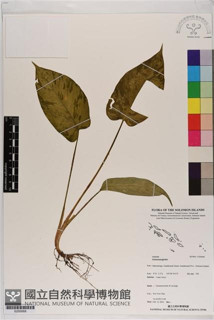 Accession Number:S200068 Collection Image