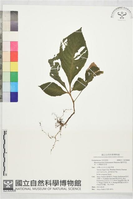 蓬萊同蕊草、台灣線柱苣苔藏品圖，第1張