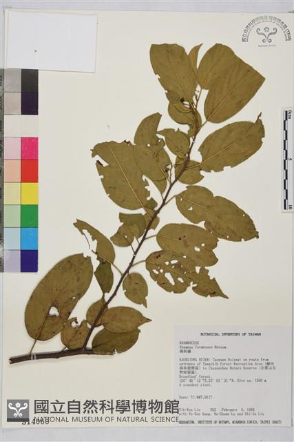 桶鉤藤藏品圖，第1張