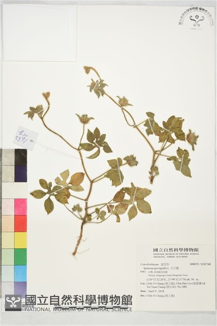 九爪藤藏品圖，第1張