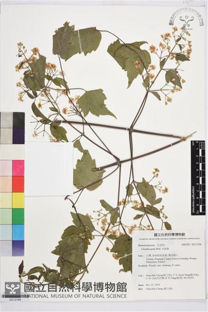 串鼻龍藏品圖，第1張