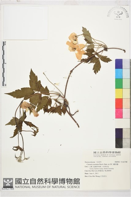 繡球藤藏品圖，第1張