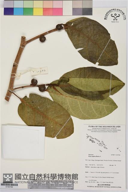 大冇榕、稜果榕藏品圖，第1張