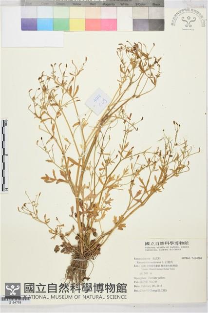 石龍芮藏品圖，第1張