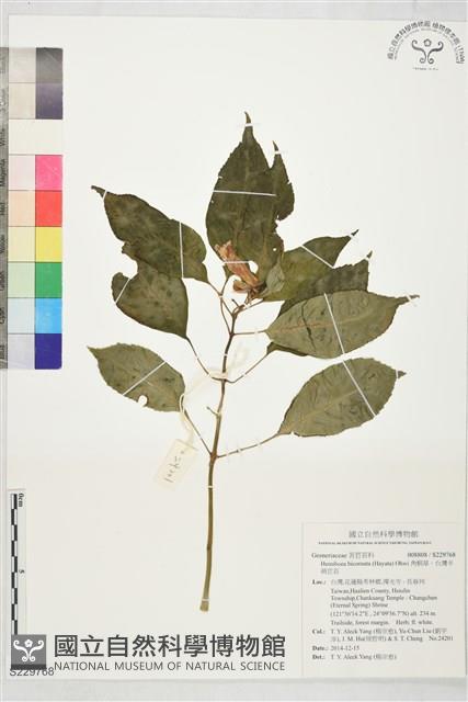 角桐草、台灣半蒴苣苔藏品圖，第1張