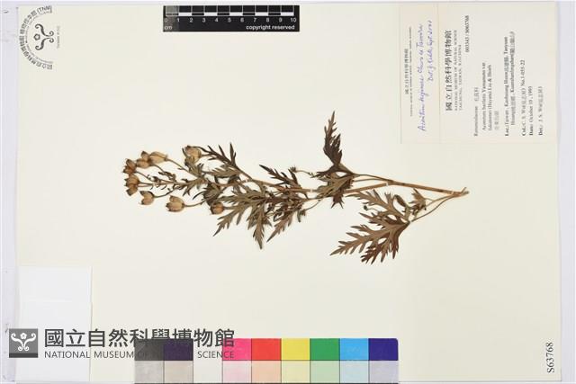 兒島氏草烏藏品圖，第1張