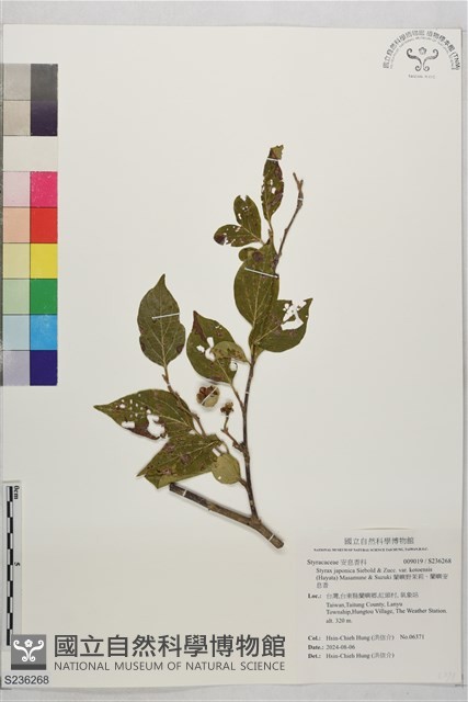 蘭嶼野茉莉、蘭嶼安息香藏品圖，第1張