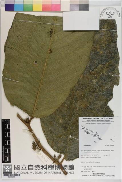 登錄號:S200268藏品圖，第1張