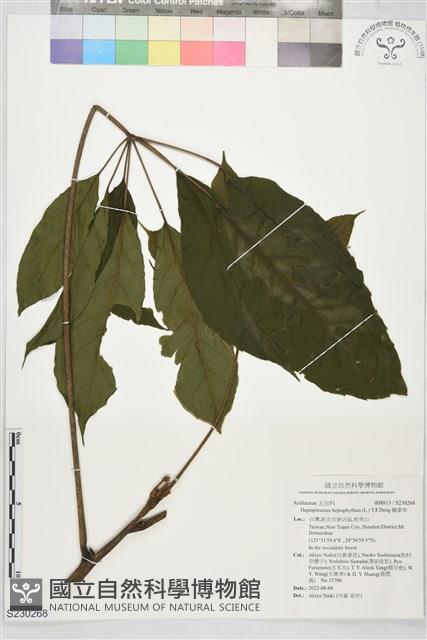 鵝掌柴藏品圖，第1張