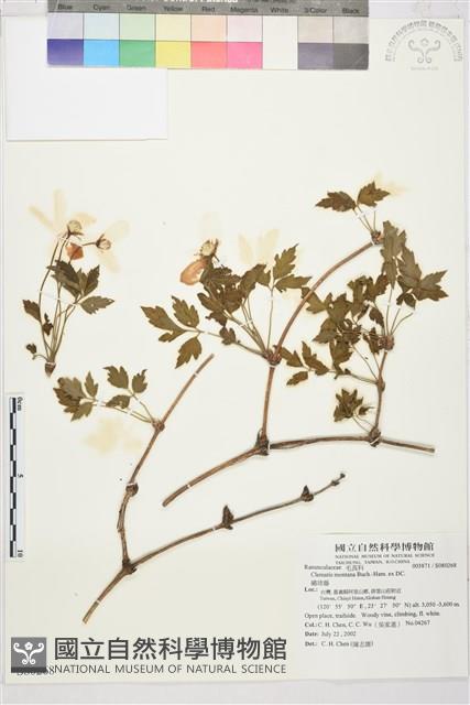 繡球藤藏品圖，第1張