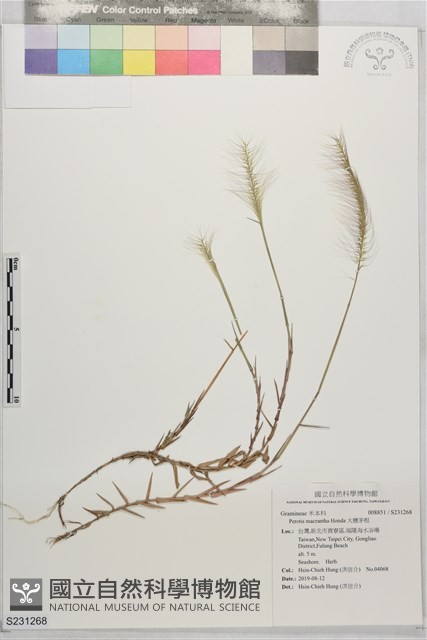 大穗茅根藏品圖，第1張