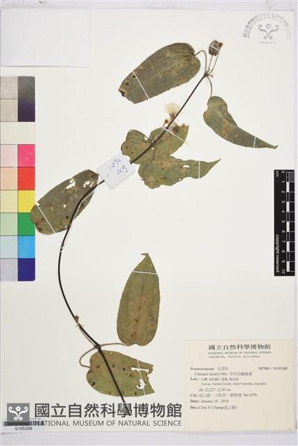 亨利氏鐵線蓮藏品圖，第1張