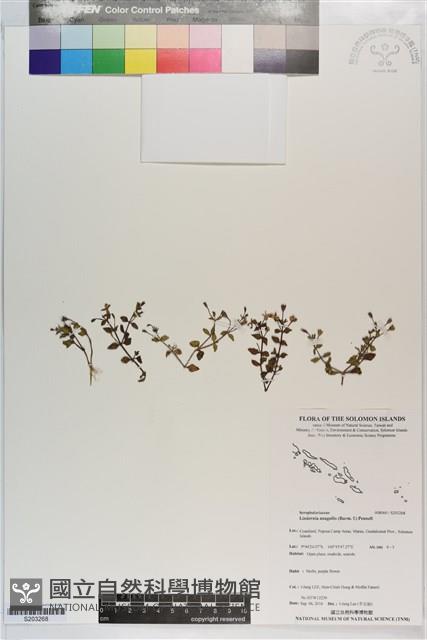 定經草藏品圖，第1張