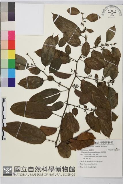 桶鉤藤藏品圖，第1張