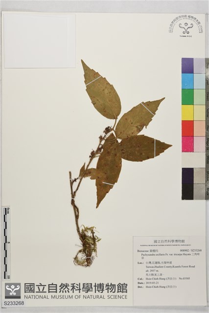三角咪草藏品圖，第1張