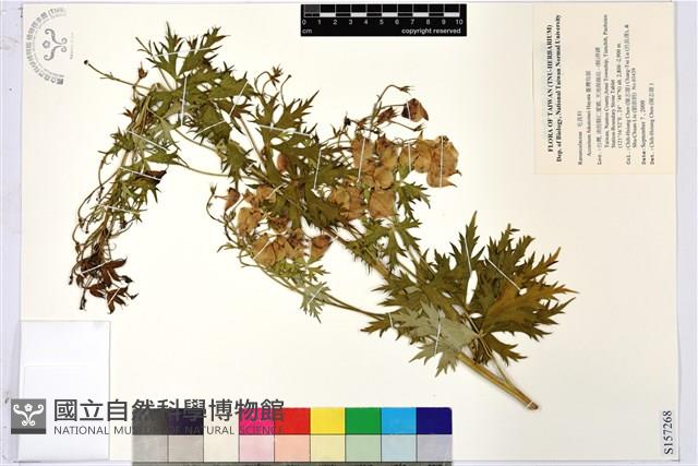 臺灣烏頭藏品圖，第1張