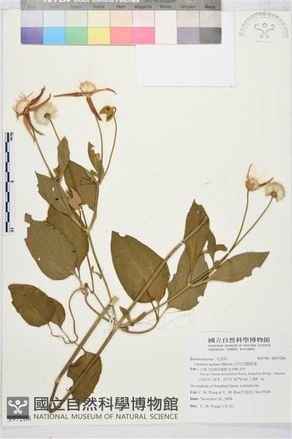 田代氏鐵線蓮藏品圖，第1張