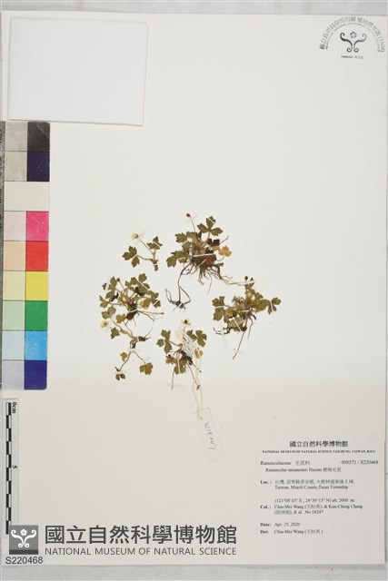 鹿場毛茛藏品圖，第1張