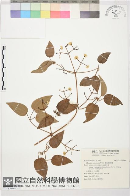 麥氏鐵線蓮藏品圖，第1張
