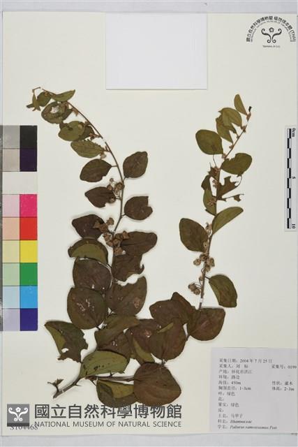 馬甲子藏品圖，第2張