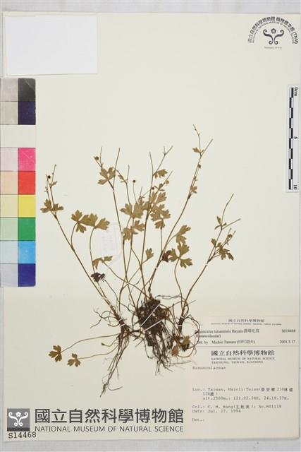 鹿場毛茛藏品圖，第1張