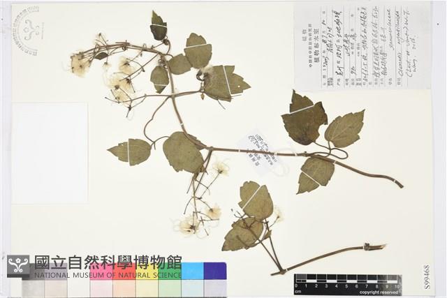 粗齒鐵線蓮藏品圖，第1張