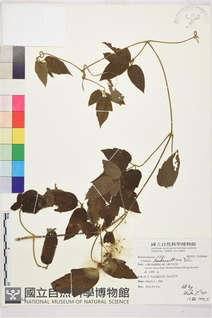 銹毛鐵線蓮藏品圖，第1張