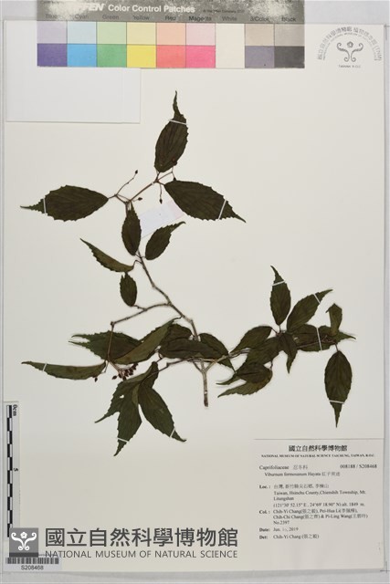 紅子莢迷藏品圖，第1張