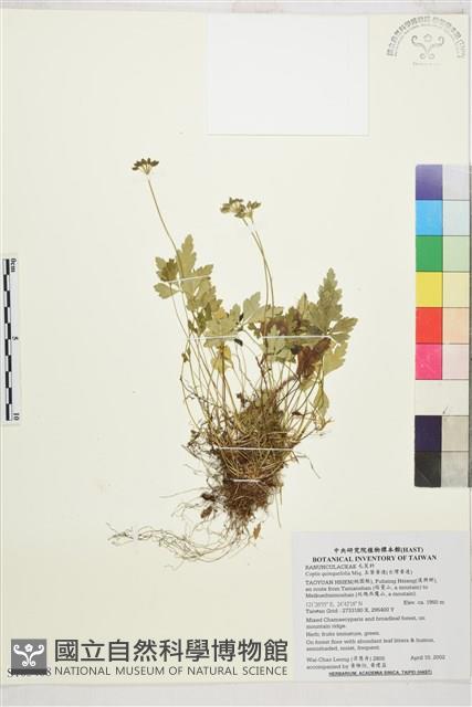 五葉黃連藏品圖，第1張