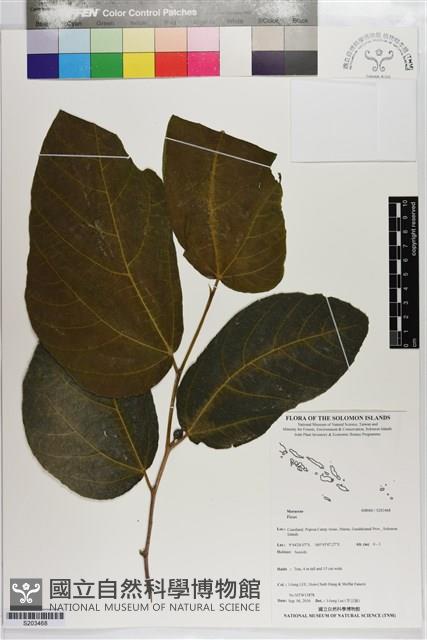 登錄號:S203468藏品圖，第1張
