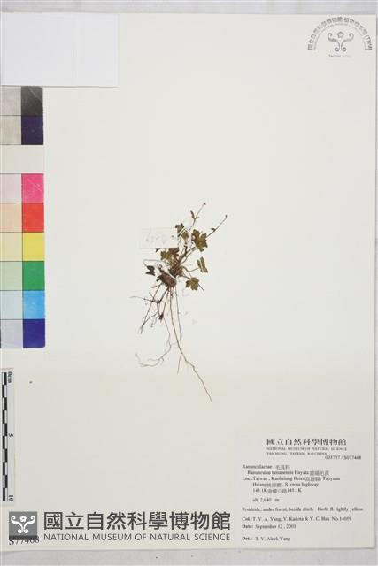 鹿場毛茛藏品圖，第1張