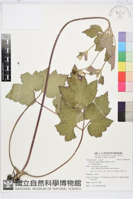 小白頭翁、野棉花藏品圖，第1張