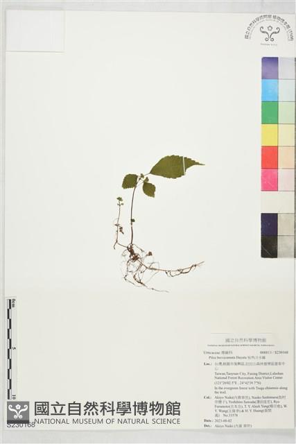 短角冷水麻藏品圖，第1張