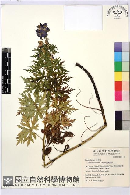 臺灣烏頭藏品圖，第2張