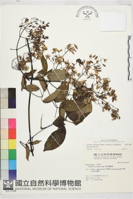 柱果鐵線蓮藏品圖，第2張