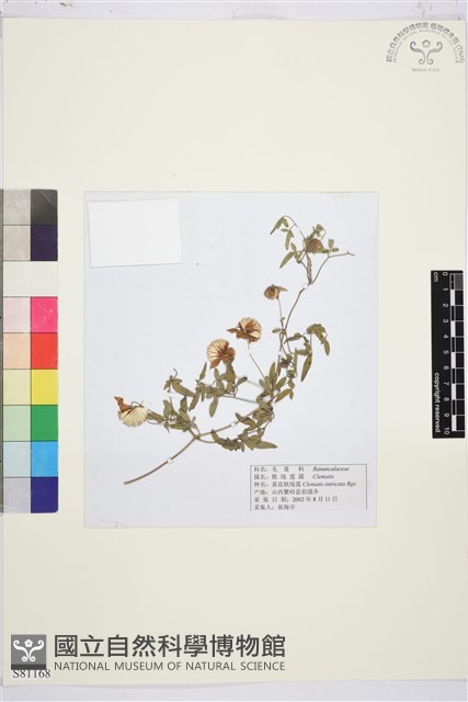 黃花鐵線蓮藏品圖，第1張