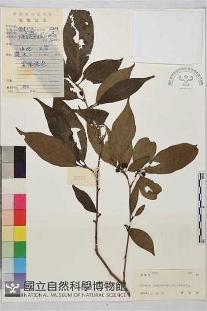 釣齒鼠李藏品圖，第1張