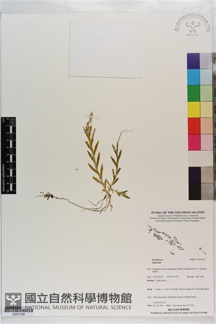 登錄號:S203168藏品圖，第1張