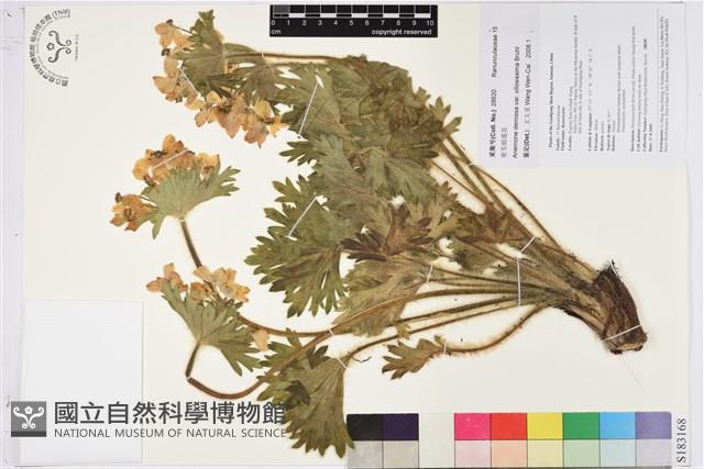 密毛銀蓮花藏品圖，第1張