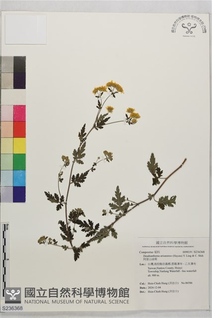 阿里山油菊藏品圖，第1張