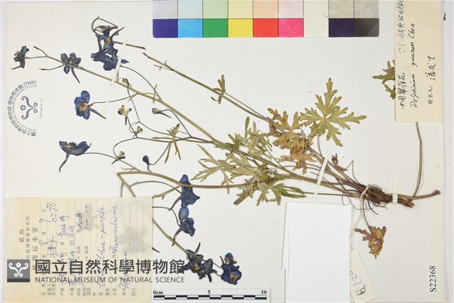 中甸翠雀花藏品圖，第1張
