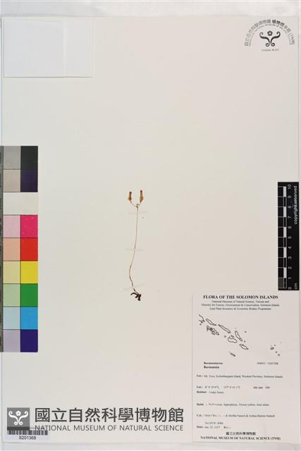 登錄號:S201368藏品圖，第1張